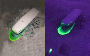 bakibogac@hotmail.com